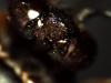 Epeolus sp.
